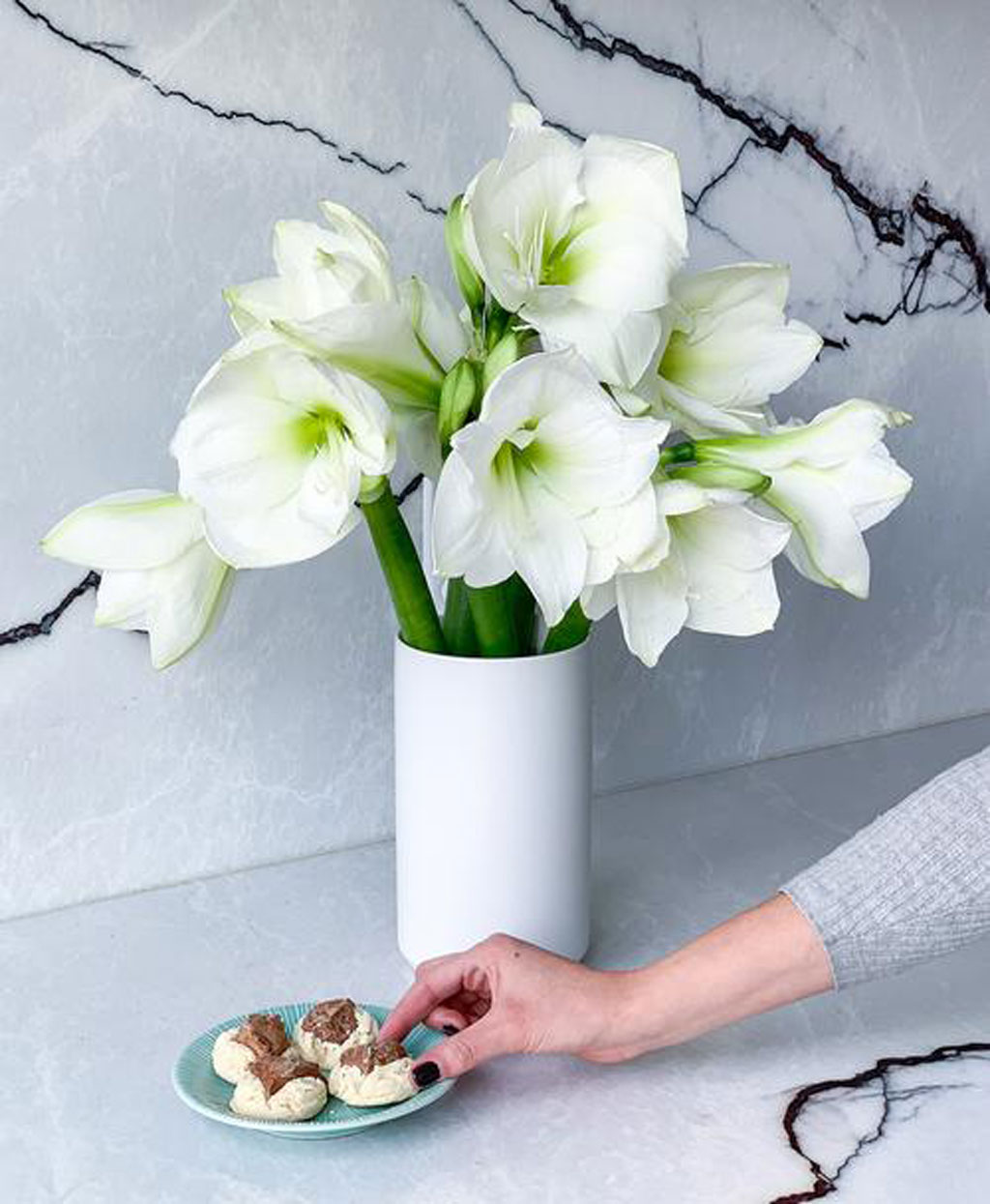 Tonic Blooms Milk and Cookies Amaryllis (20 blooms)